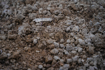Dried cracked earth soil ground texture background.