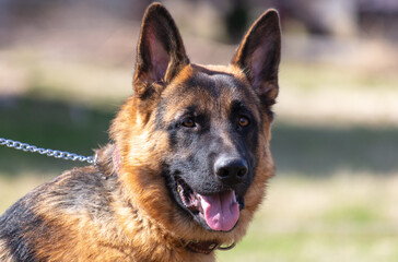 German shepherd dog close up portrait in sunny day