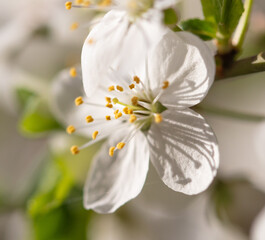 Fototapeta na wymiar Flowers on a cherry tree in spring.