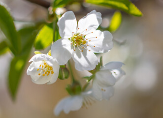 Fototapeta na wymiar Flowers on a cherry tree in spring.