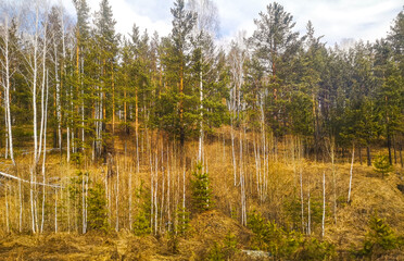 Birch forest in early spring. Early spring forest. Early spring forest. the first warm days