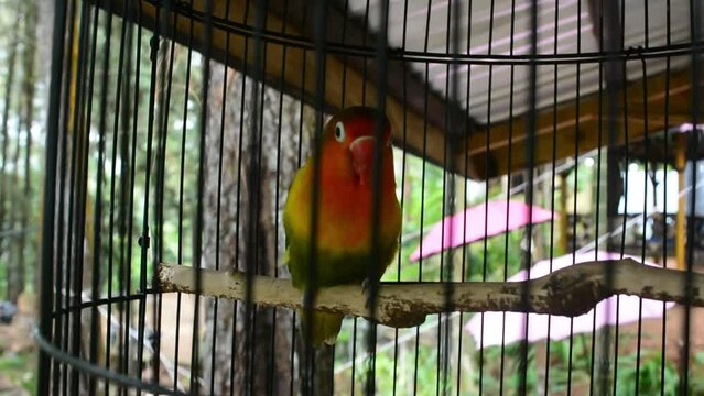 A blue lovebird perched on a bamboo slat in a cage. Bird kiss,Love