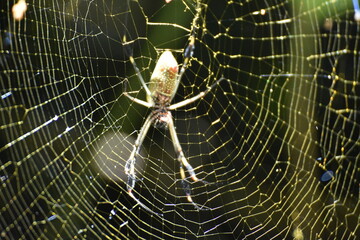 Spinne
