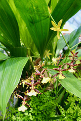 Obraz premium rare orchid