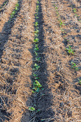 A row of newly germinated canola plants in a field on the Saskatchewan prairies