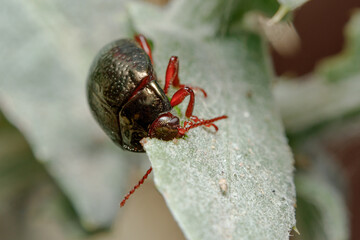 Chrysolina bankii leaf beetle eating a green leaf ona sunny day