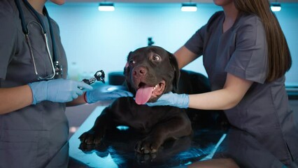 Veterinarian examining ears of brown labrador retriever breed dog pet with an otoscope with flashlight. Friendly calm pet friend at veterinary clinic for check up visit. Slow motion vet service shot