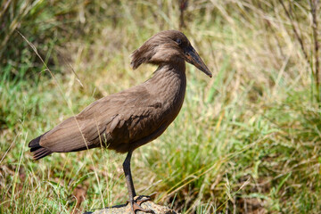Hamerkop