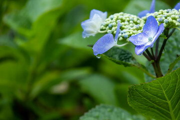 雨の日の水色の紫陽花