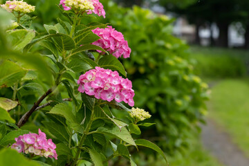 雨の日のピンク色の紫陽花