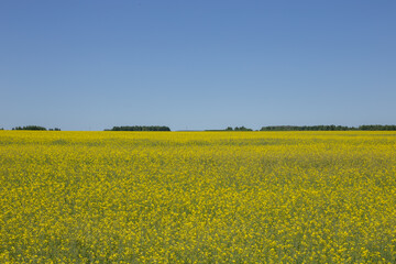 Rapeseed field in spring, yellow flowers under a clear and blue sky