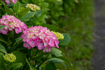 雨の日のピンク色の紫陽花