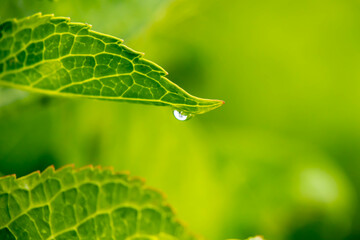 葉に滴る雨粒