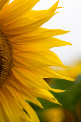 Sunflower close up, early morning in summer