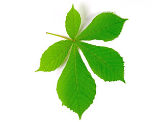 Blatt der Rosskastanie vor weißen Hintergrund