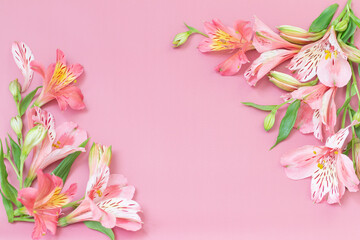 alstroemeria flowers on pink background