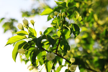 White flowers on a green bush. Spring cherry apple blossom. The white rose is blooming.