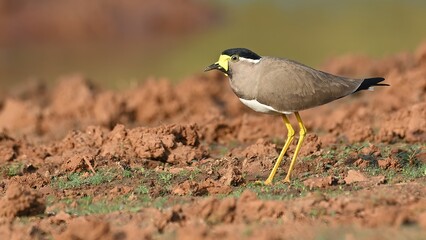 Yellow-wattled Lapwing