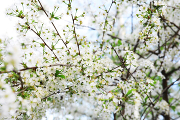 White flowers on a green bush. Spring cherry apple blossom. The white rose is blooming.