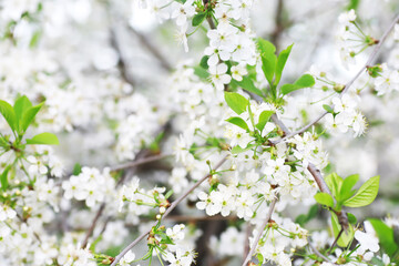 White flowers on a green bush. Spring cherry apple blossom. The white rose is blooming.