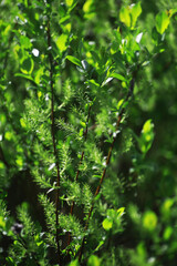 Spring nature background. Greenery of trees and grasses on a sunny spring morning. Forest landscape.