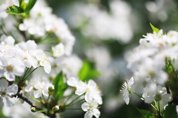 White flowers on a green bush. Spring cherry apple blossom. The white rose is blooming.
