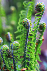 Plants and flowers macro. Detail of petals and leaves at sunset. Natural nature background.