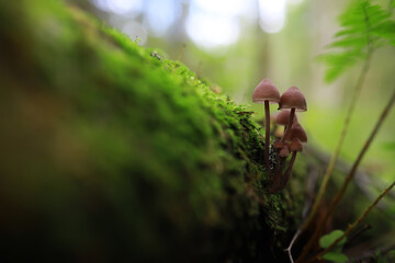 Mushroom during fall in a Forest Lane with Shallow Depth of Field