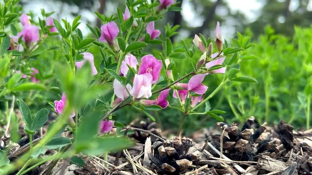 Ononis arnensis, on a green background of leaves pink and purple flowers.