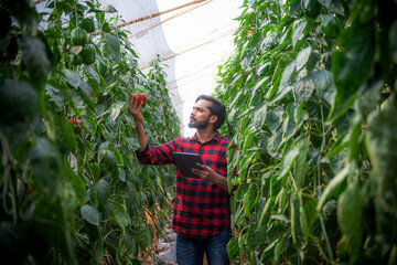 Portrait of Asian farmer, smart farming, agriculture and organic farming using tablet, studying the...