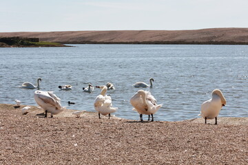 Nature reserve of white and black swans in summer on the lake shore.