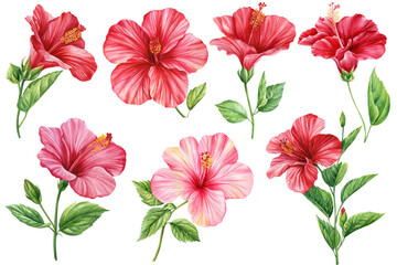 Hibiscus flowers watercolor isolated white background, botanical illustration, tropical flower, summer flora elements  © Hanna