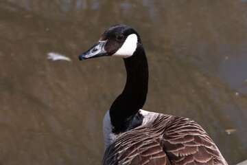 Nature reserve of white and black swans in summer on the lake shore.