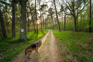 Owczarek niemiecki w lesie. Wyprowadzanie psa w terenie leśnym