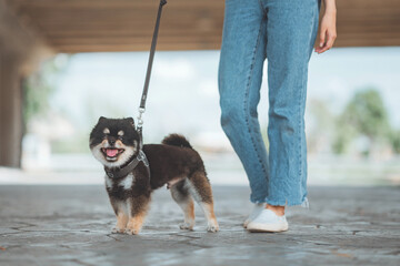 Owner walking with dog together outdoors