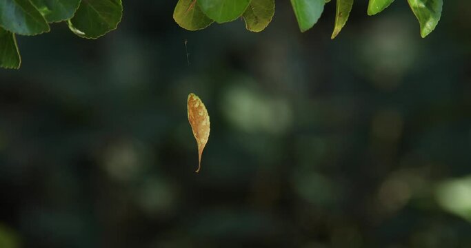 A fallen leaf hangs by a spider web in lush green landscape fall landscape