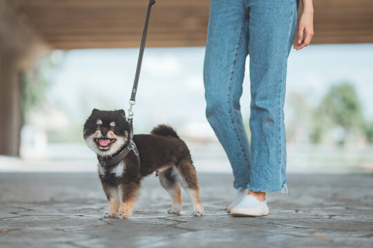 Owner walking with dog together outdoors
