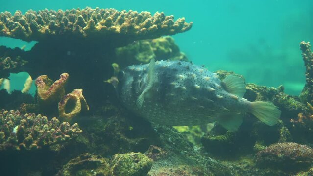Close up shot of a slender-spined porcupine fish, diodon nicthemerus swimming underwater.