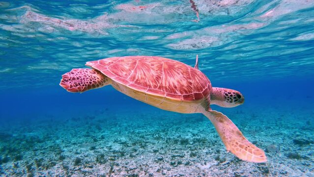 Beautiful Sea Turtle Swim in Wild Water Ocean. Green Turtles in Outdoors Sea National Park. View Chelonia Mydas in Coast Sun Clear Water. Natural Biodiversity in Asia Fauna. Not Deep Summer Adventure