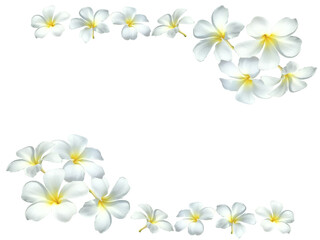 frangipani flower transparent background isolated