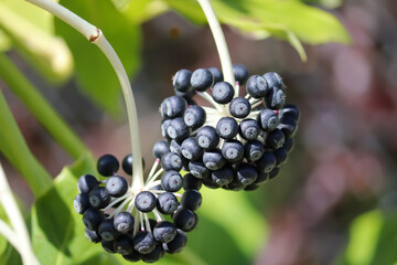berries