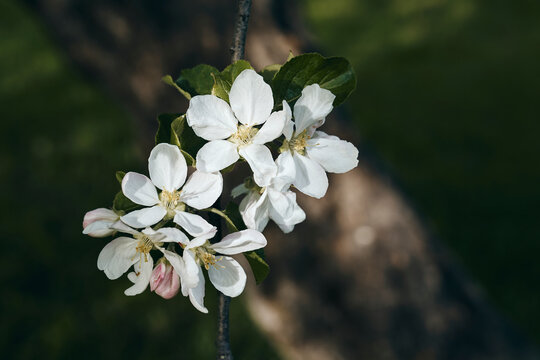 apple tree bloom