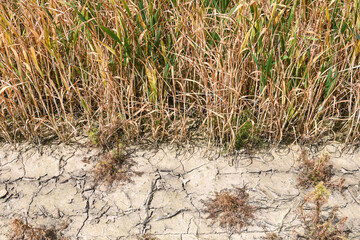 champs agriculture environnement climat planete secheresse chaleur cereale culture terre Wallonie