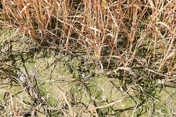 champs agriculture environnement climat planete secheresse chaleur cereale culture terre Wallonie pulverisation engrais