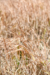 champs agriculture environnement climat planete secheresse chaleur cereale culture terre Wallonie