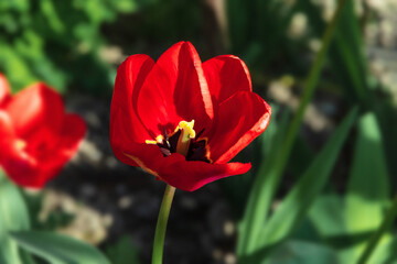 Close-up of a blooming tulip in the garden. A blooming tulip flower. Blooming flowers of red tulips on a sunny day.