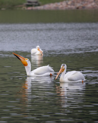 American White Pelicans in water