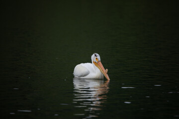 American White Pelicans in water