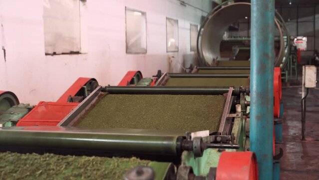 Inside an indian tea factory plantation automate machine working for separate and serving tea leaf 