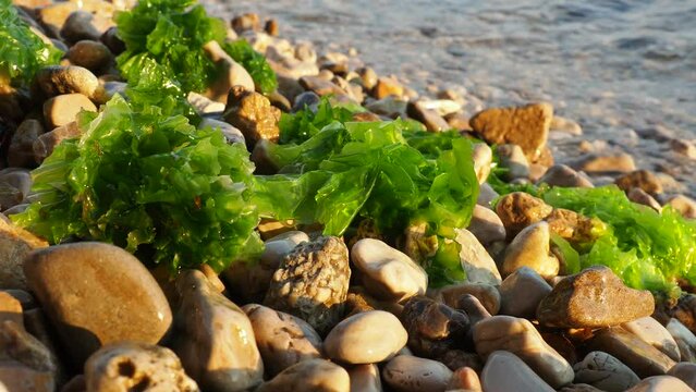 Ulva, a genus of marine green algae of the Ulvaceae family. Many species are edible sea lettuce. Algae are thrown onto the pebbles by a wave. Montenegro, Adriatic sea, Mediterranean. Bay of Kotor.